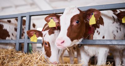 Vets call for clearer commitments on welfare in trade deals