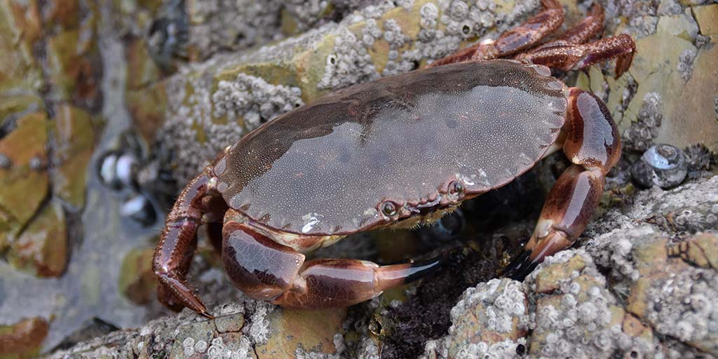 Brown crabs affected by underwater power cables - study