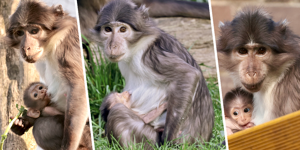 Baby mangabey born at ZSL London Zoo