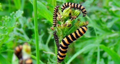 Birds learn to avoid plants harbouring toxic insects