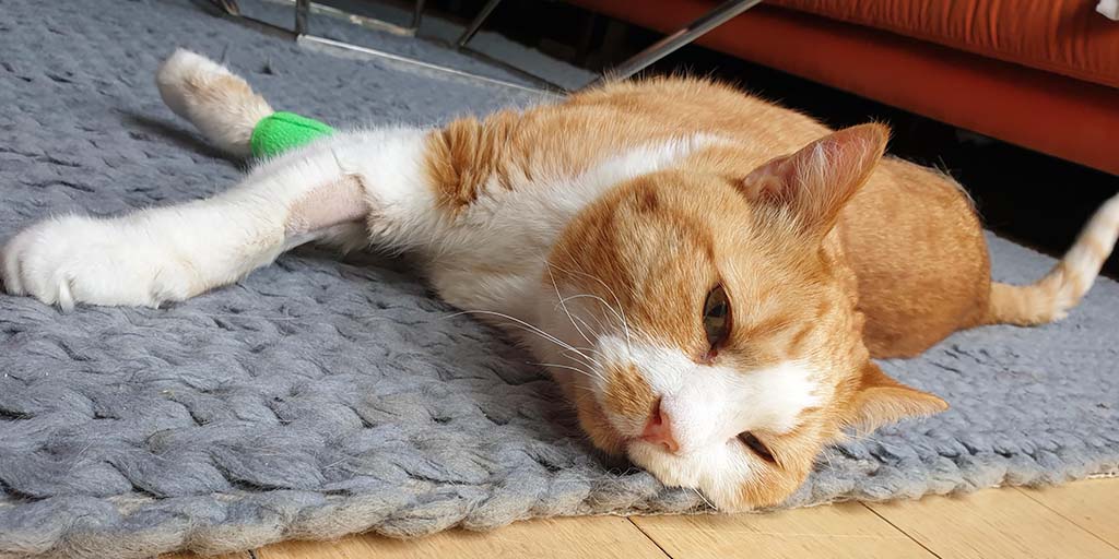 Electrochemotherapy treatment saves cat with painful tumour