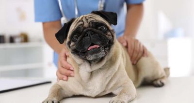 New book reveals insights on brachycephalic breeds