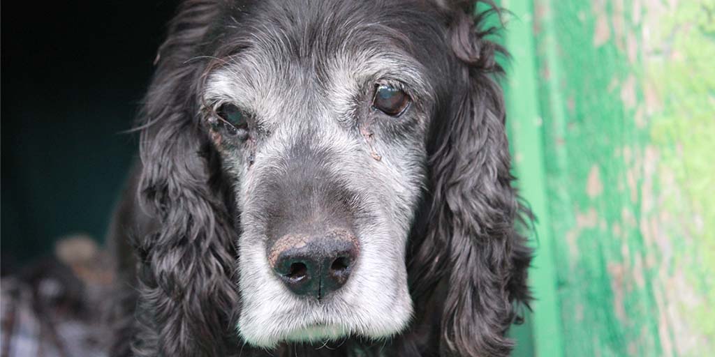 Animalcare releases resources on senior pet care