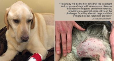 Dog owners sought for autoimmune disease research