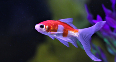 Goldfish receives rare surgery to save eyesight