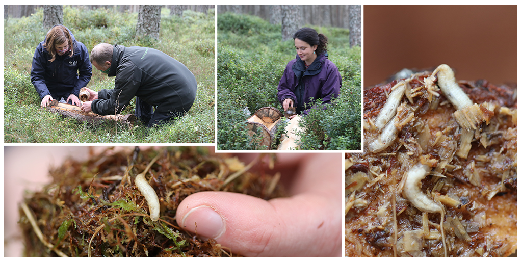 Critically endangered pine hoverfly larvae released