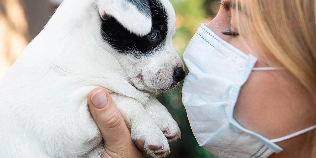 Advising on 'pandemic puppy' behaviour