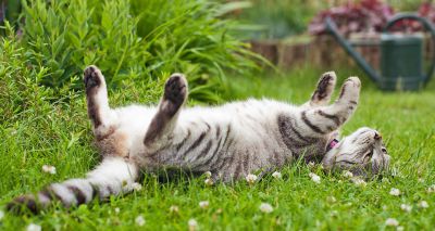 RVN shares tips on cat and wildlife-friendly gardening