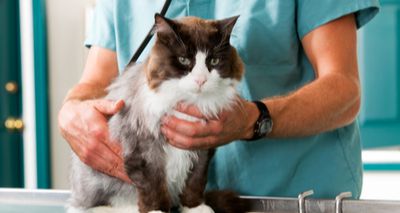 Five million cats not routinely visiting vet, report finds