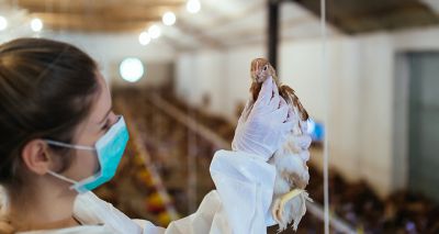 Avian flu identified in Warwickshire