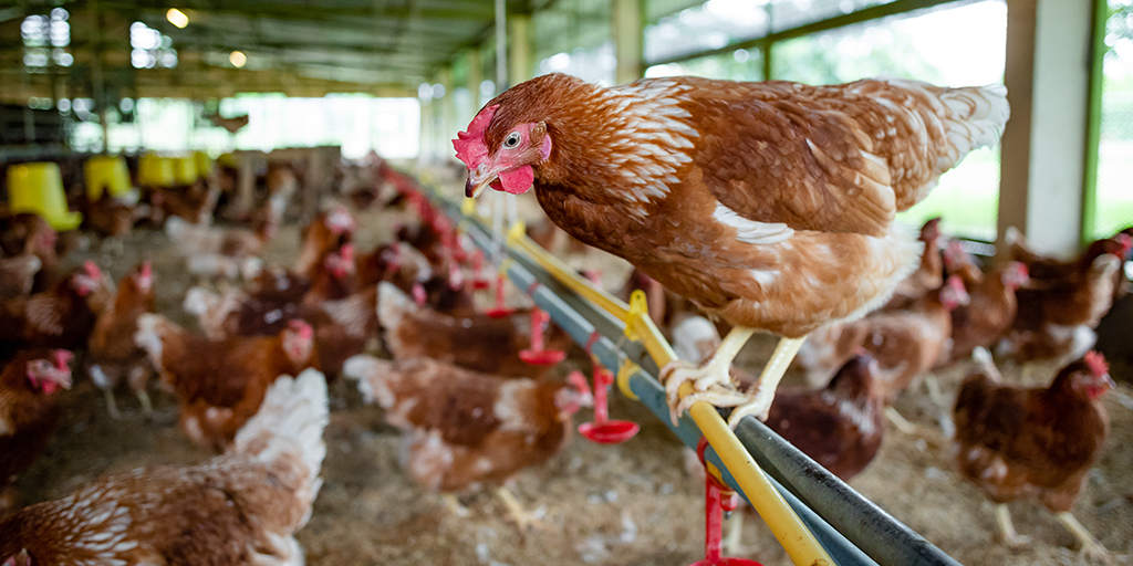 Avian flu in Scotland confirmed as highly pathogenic