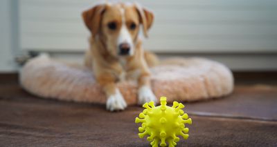 Chief vet confirms COVID-19 in pet dog