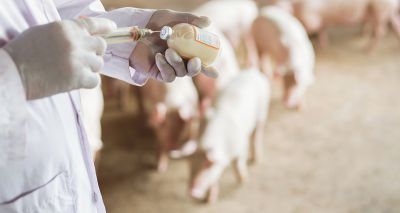 UK veterinary antibiotic sales halved since 2014