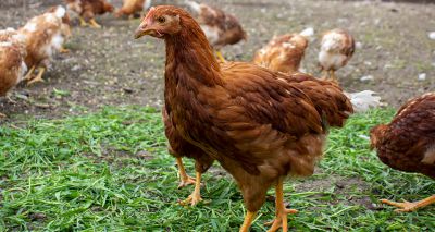 Avian flu prevention zone declared across UK