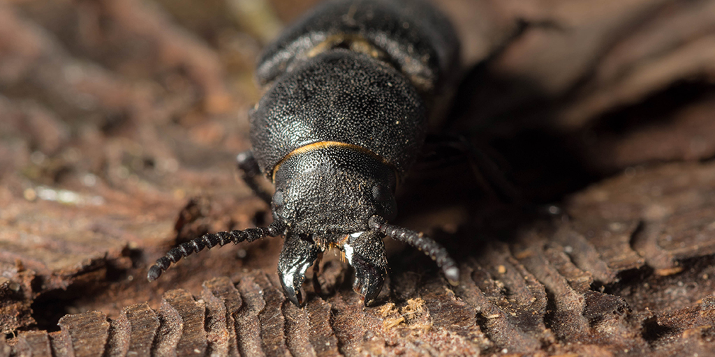 Bark beetle pest identified in Kent and East Sussex