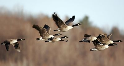 UK-wide avian flu housing order announced