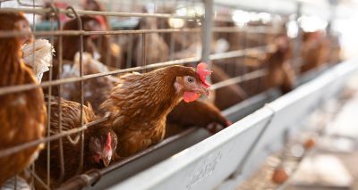 Avian influenza housing order declared in Yorkshire