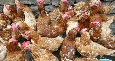 Avian flu confirmed in Scotland