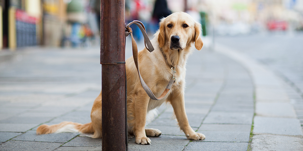 Kennel Club welcomes new dog theft offence