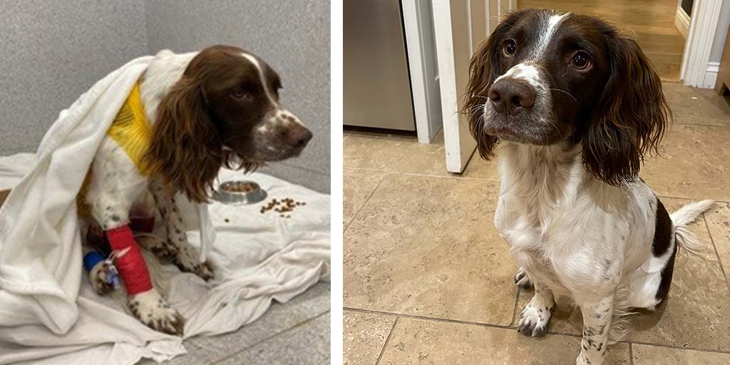 Spaniel recovers after rare injuries from cliff fall