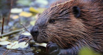 Scottish beavers to be ‘translocated’ to boost population