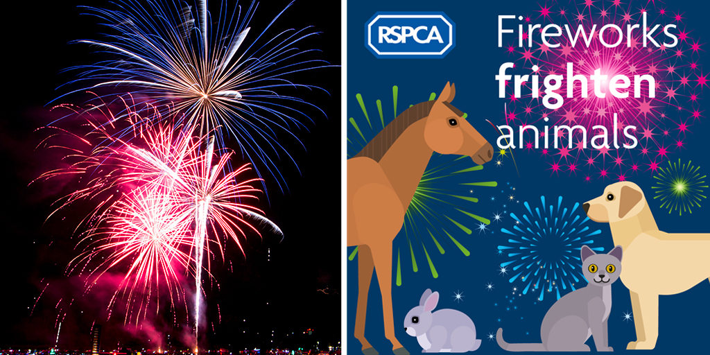 RSPCA asks public to consider pets on bonfire night