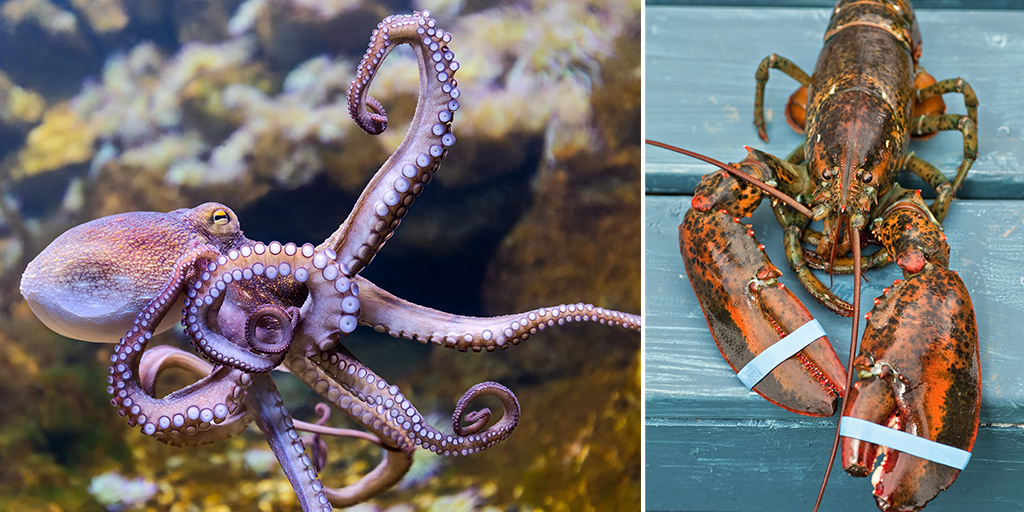 BVA welcomes recognition of cephalopods and decapods as sentient