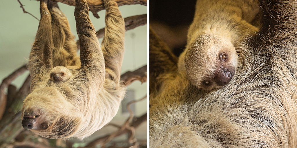 Baby sloth born at ZSL London Zoo