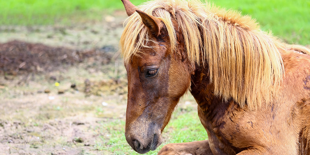 Self-study CPD on equine grass sickness launched