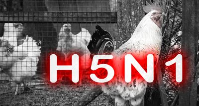 Further avian flu cases confirmed