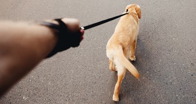 Dog theft offence moves step closer