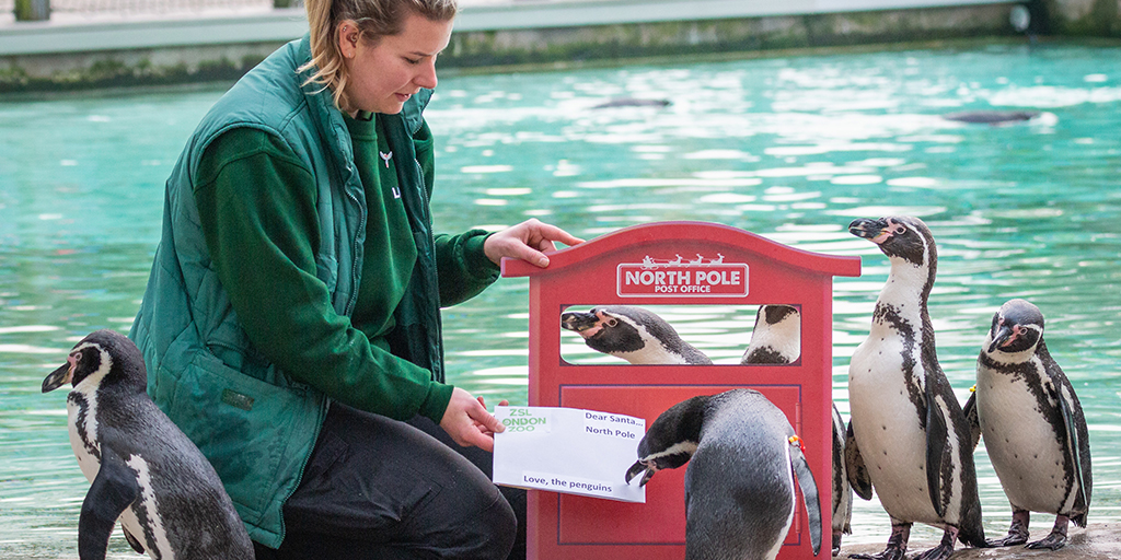 Penguins post their Christmas wishes to Santa