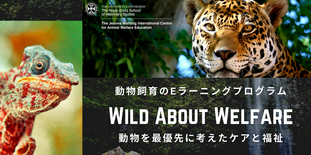 Digital animal welfare programme released in Japanese