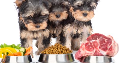 Puppyhood diet a ‘significant factor’ in allergy development