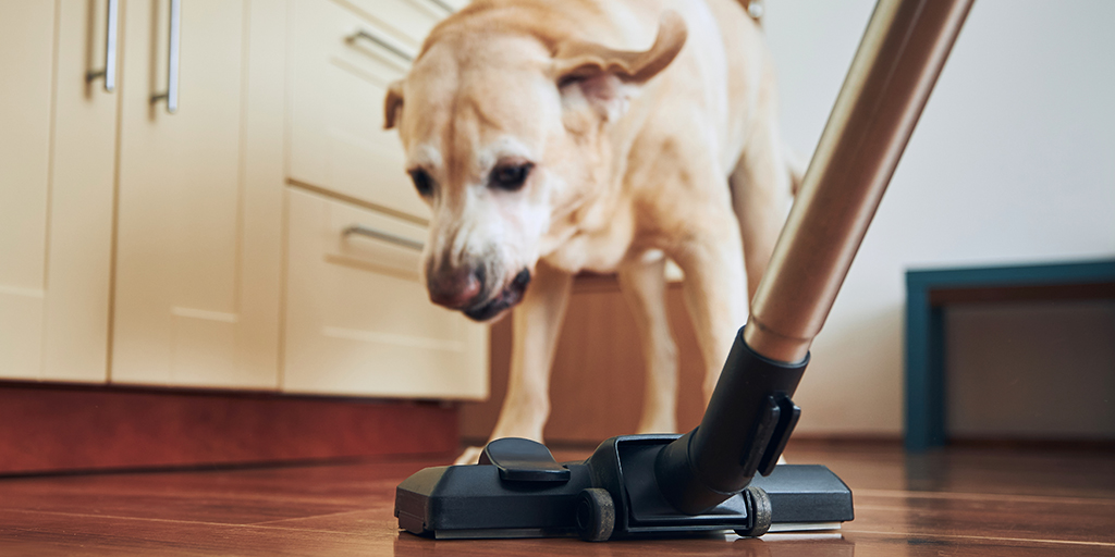 Common household noises can cause dogs anxiety - study