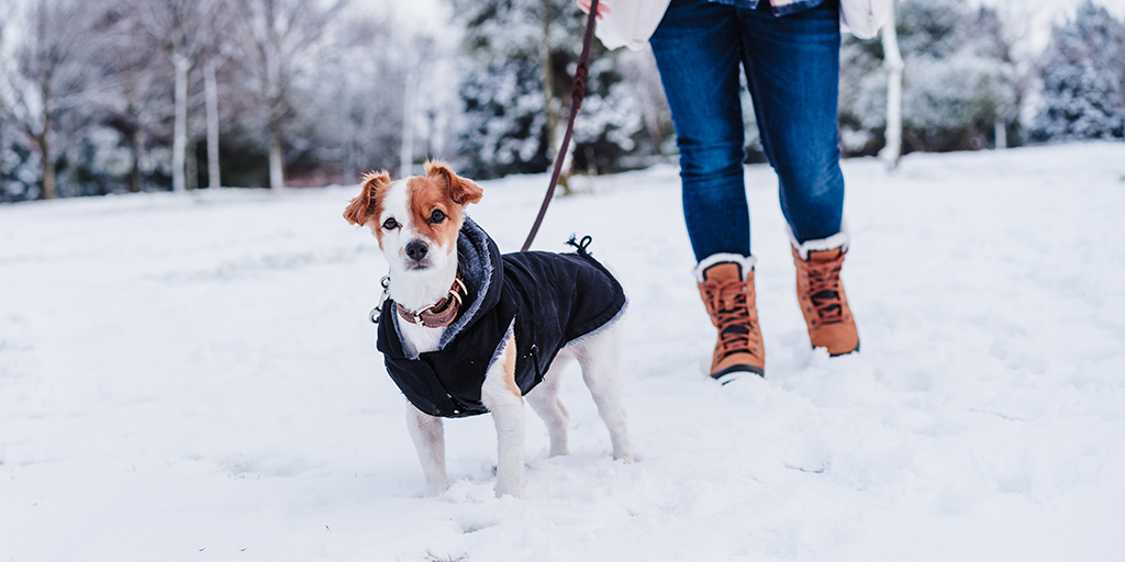 BVA asks owners to protect pets in winter