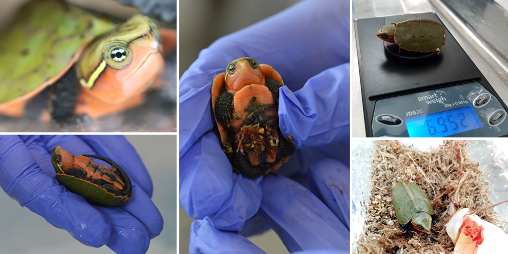 Big-headed turtles born at ZSL London Zoo