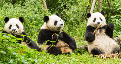 Giant pandas' markings act as camouflage, study finds