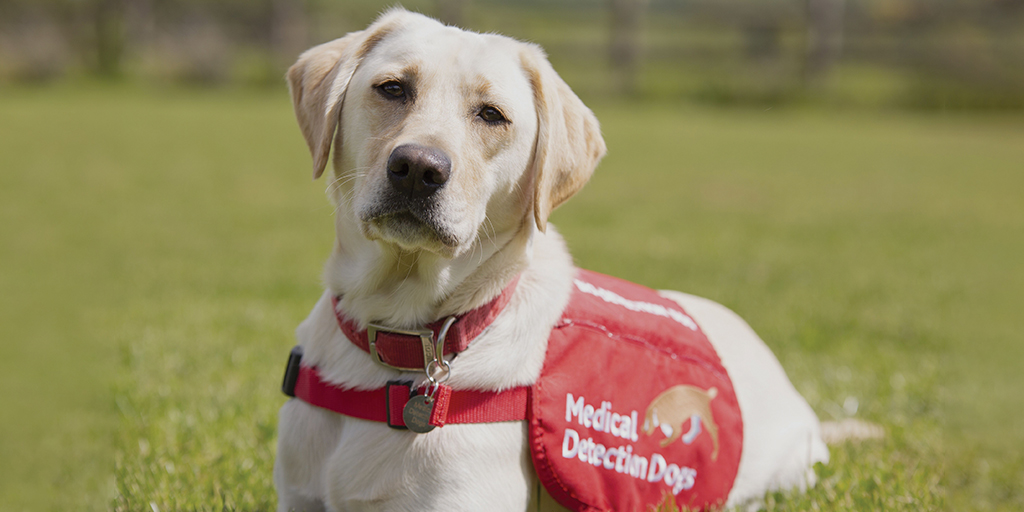 RCVS Christmas donation given to Medical Detection Dogs