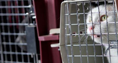 Cats Protection welcomes debates on pet travel