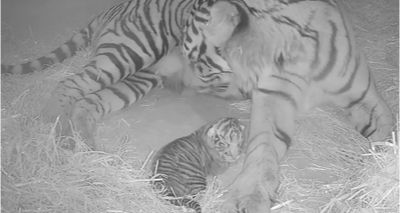 Rare Sumatran tiger born at ZSL London Zoo