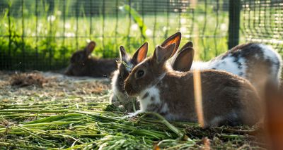 Rabbit welfare letter gains 1,600 signatures