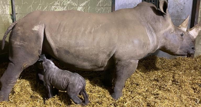 Rare southern white rhino born in Suffolk