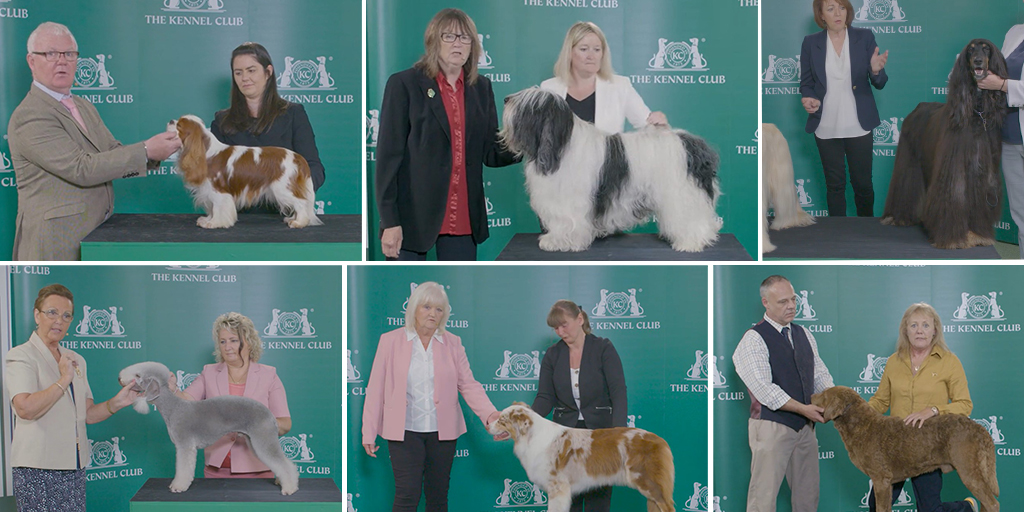 Seven new breeds added to Kennel Club Academy