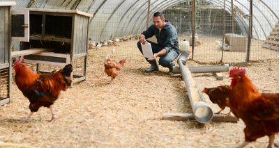 New avian influenza guidance for vets