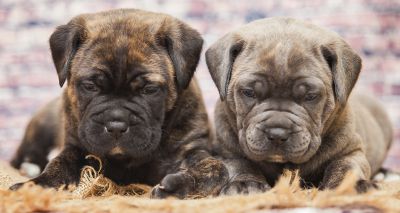 Vets respond to designer dog breeding investigation