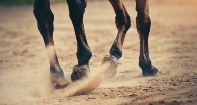 Equine study reveals insights into hoof-ground interactions