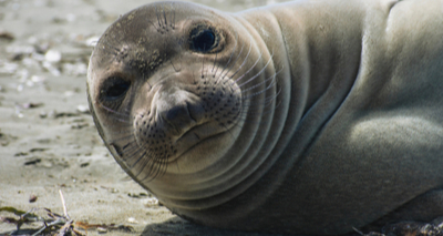 Mother elephant seals recognise own pup's voice