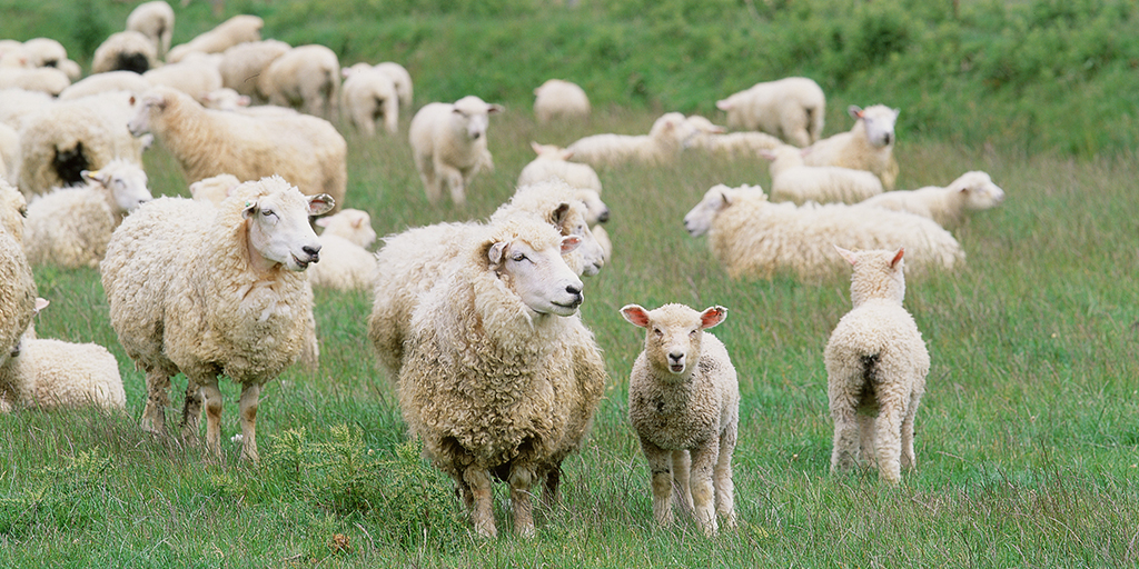 Topics released for SRUC Sheep Conference