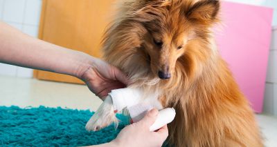 Calls for mandatory first aid qualifications for pet professionals